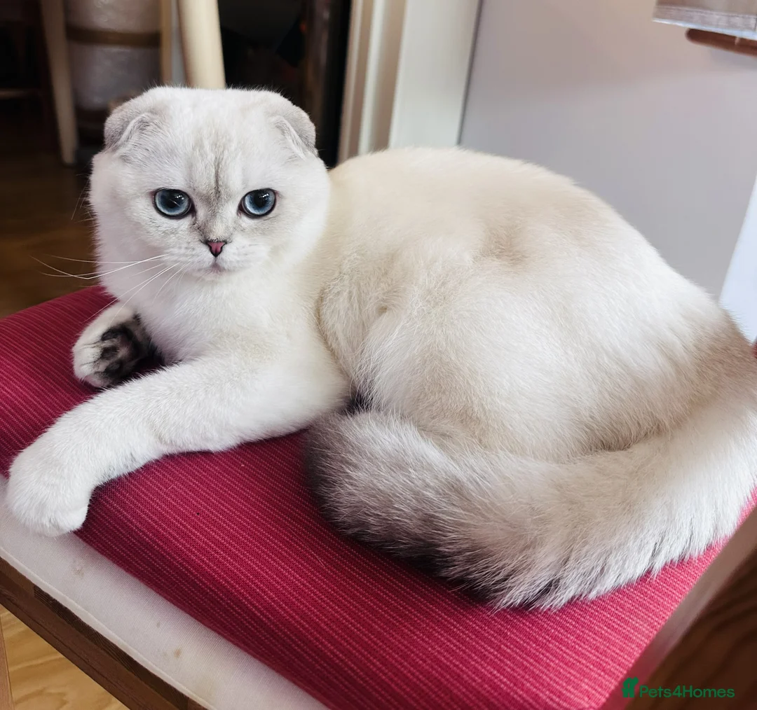 Scottish Fold cats for sale: Beautiful Scottish Fold Pedigree Girls - Advert 9