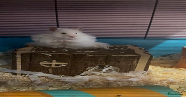 Hamster rodents - Advert 1