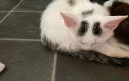 British Shorthair cats for sale: Beautiful cats for sale  - Image 4