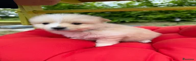 Pomeranian Puppy 6
