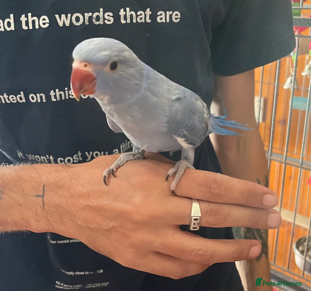 Ringnecks birds for sale: Hand Reared Baby Ringneck’s  - Image 4