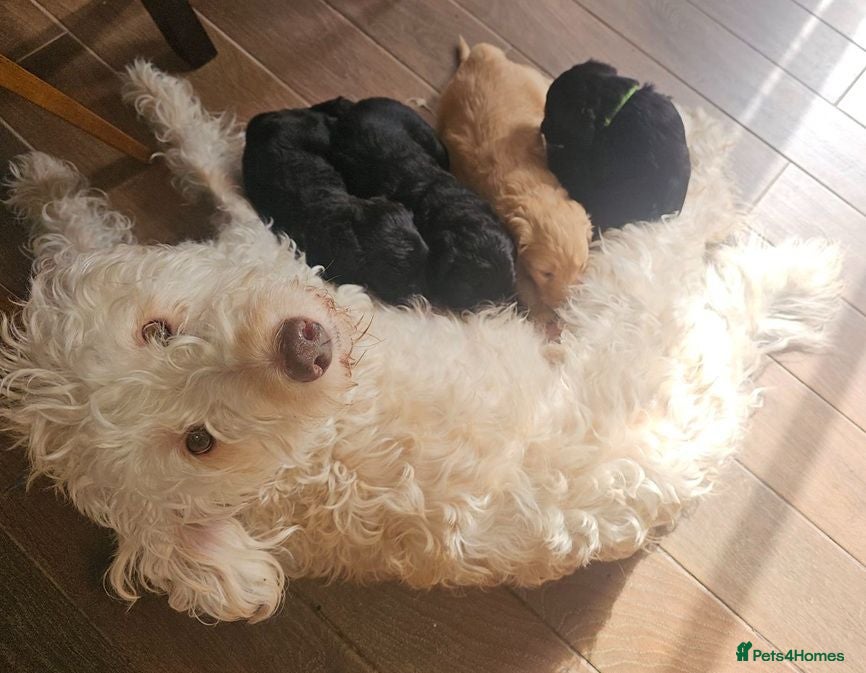 Labradoodle dogs Perfect Family Companion Labradoodle puppies - Advert 11