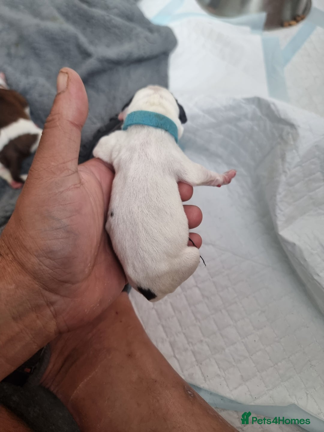 Mixed Breed dogs for sale: Cockerbull - Image 14