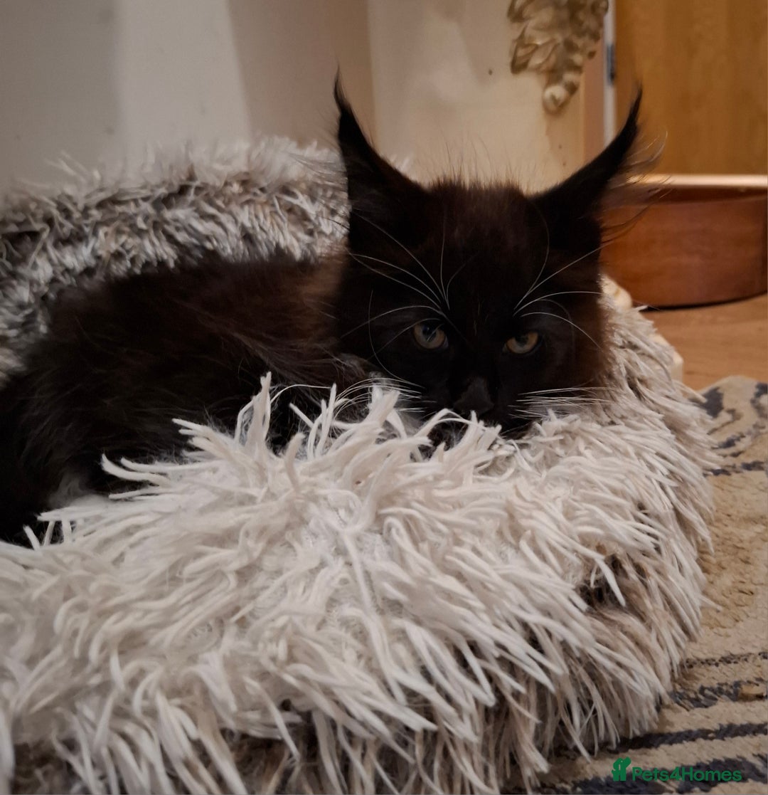 Maine Coon cats for sale: Purebred Maine Coon Kittens–Champion Bloodlines 🐾 - Image 9