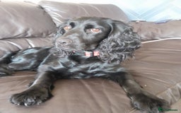 Cockapoo dogs for sale: Gorgeous cockapoo pups - Image 5