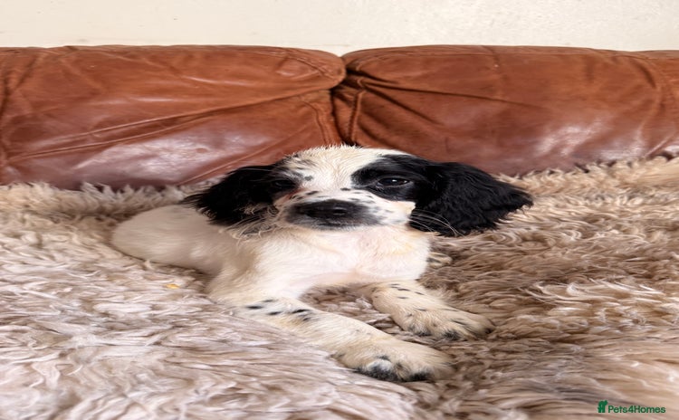 English Springer Spaniel dogs - Advert 1