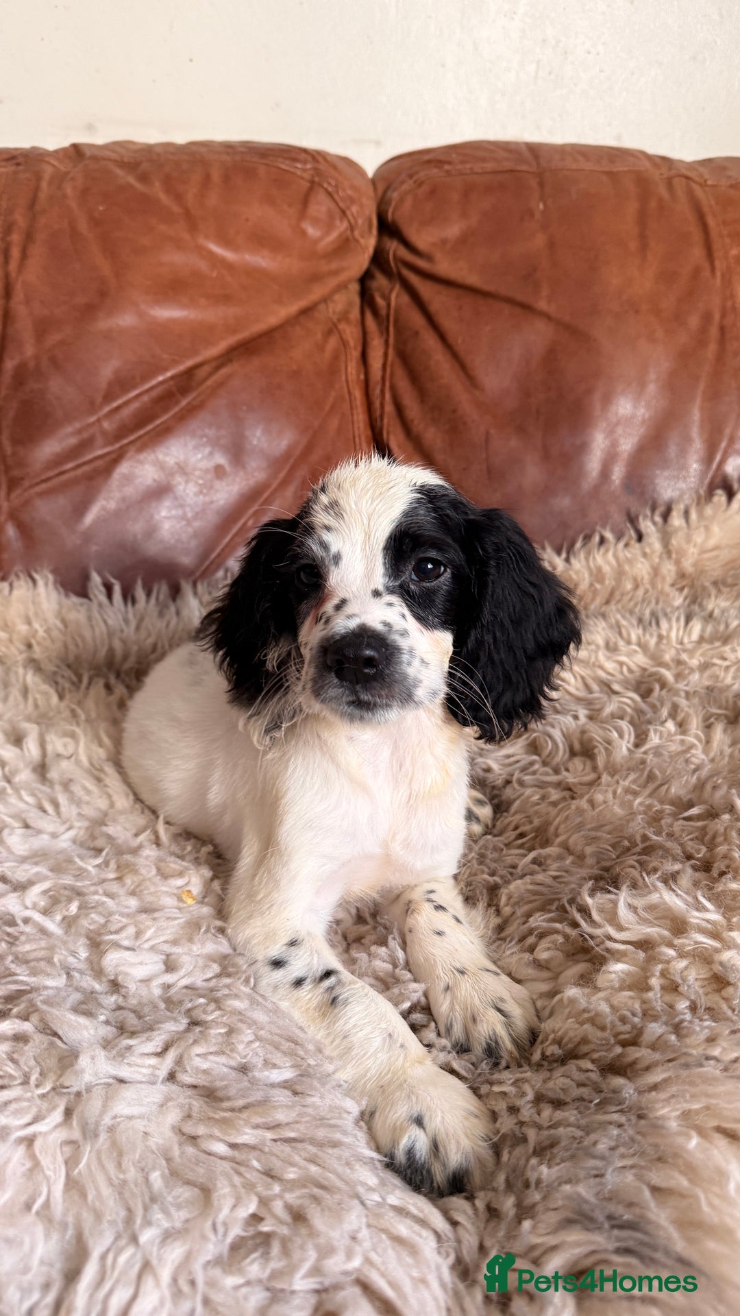 English Springer Spaniel dogs for sale: Stunning Litter of Beautiful Working ESS Puppies. - Advert 4