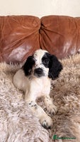 English Springer Spaniel dogs Stunning Litter of Beautiful Working ESS Puppies. - Advert 3