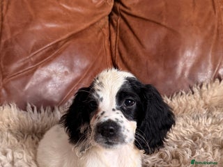 English Springer Spaniel dogs for sale: Stunning Litter of Beautiful Working ESS Puppies. - Advert 2
