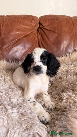 English Springer Spaniel dogs - Advert 1