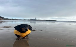 Dachshund dogs for stud: 4 Year Old Standard Dachshund For Stud Only in Ilkeston - Image 9