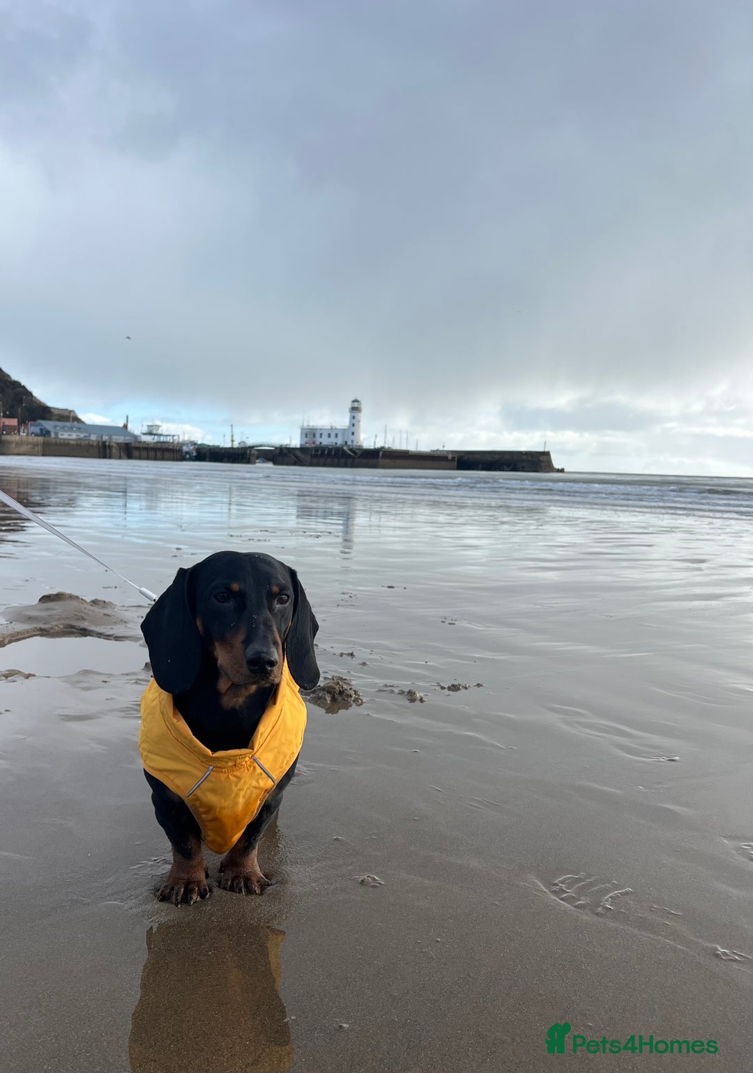 Dachshund dogs for stud: 4 Year Old Standard Dachshund For Stud Only in Ilkeston - Image 9