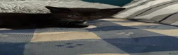 Domestic Shorthair cats for sale: 4 stunning babies  - Advert 15