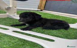 Mixed Breed dogs for sale: Black male puppy jackapoo - Image 9