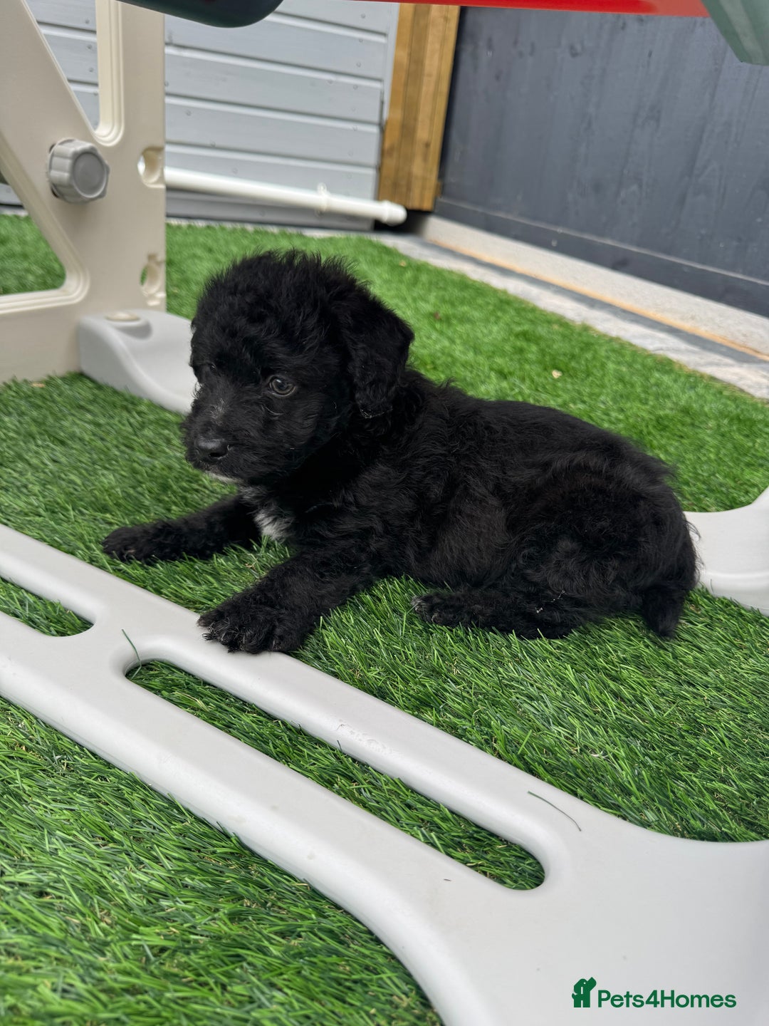 Mixed Breed dogs for sale: Black male puppy jackapoo - Image 9