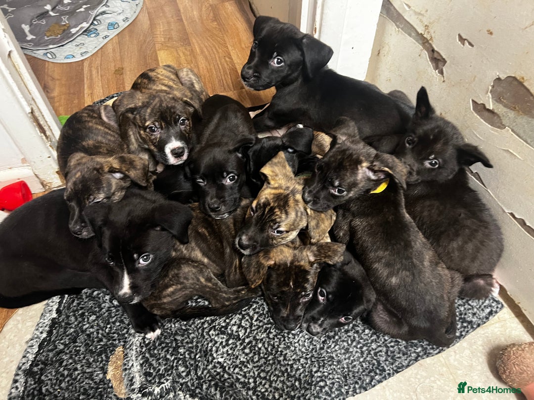 Mixed Breed dogs for sale: Cane Corso-Belgian Malanois cross American Bulldog - Advert 2