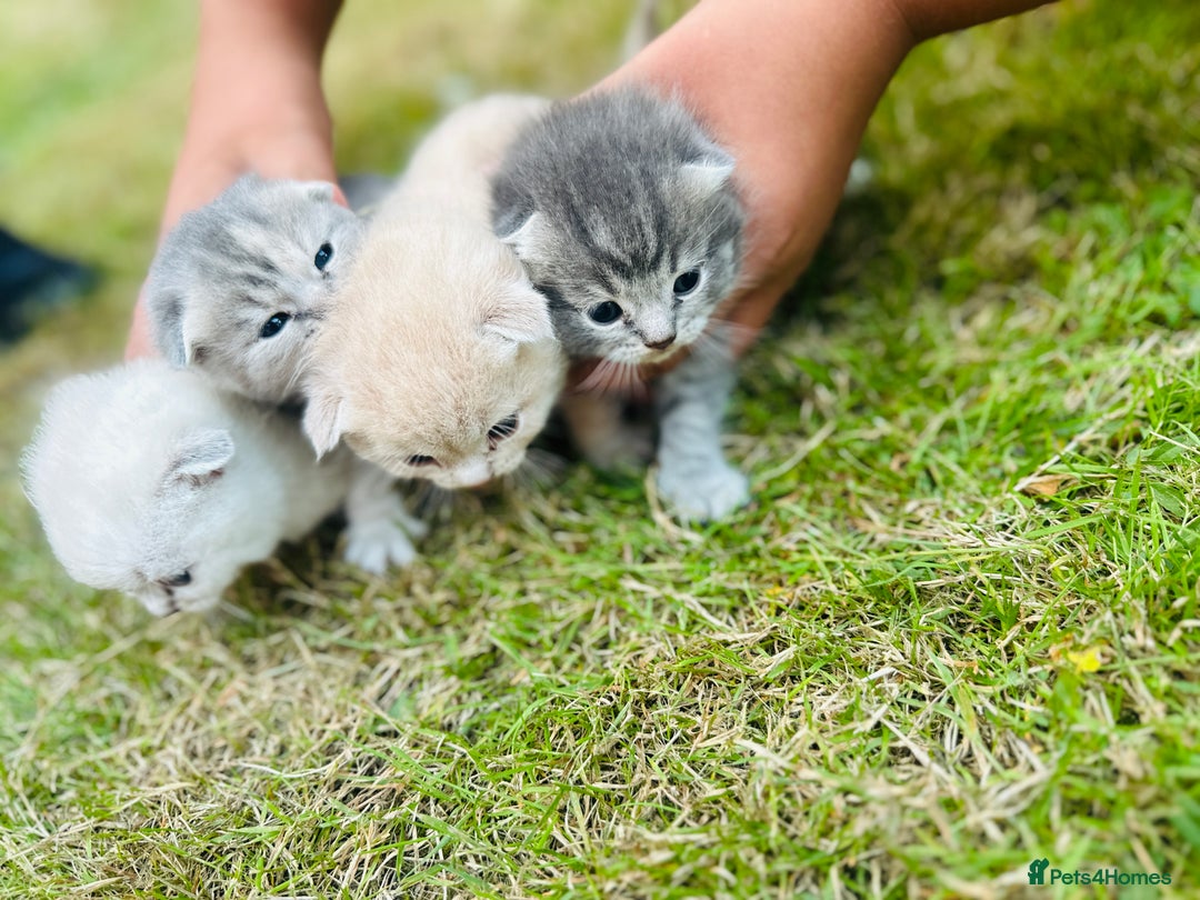 Scottish Fold cats for sale: Adorable Kittens Looking for Their Forever Homes🐾 - Image 5
