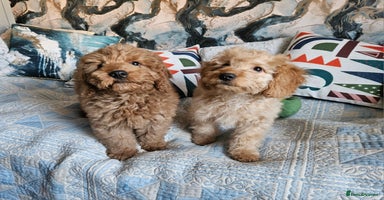 Cockapoo dogs Cockapoo - Advert 13