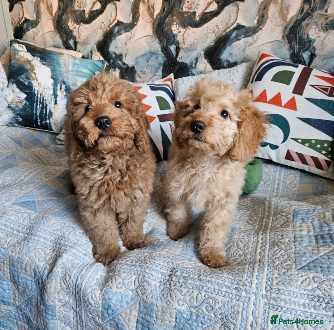 Cockapoo dogs for sale: Cockapoo - Advert 3