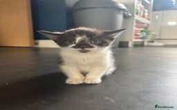Devon Rex cats for sale: Kittens  - Image 7