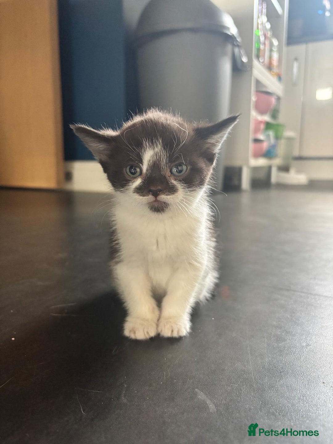 Devon Rex cats for sale: Kittens  - Image 7