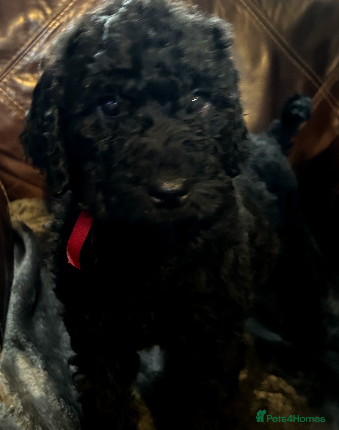 Labradoodle dogs for sale: stunning F2 labradoodle puppies... Available now - Advert 6