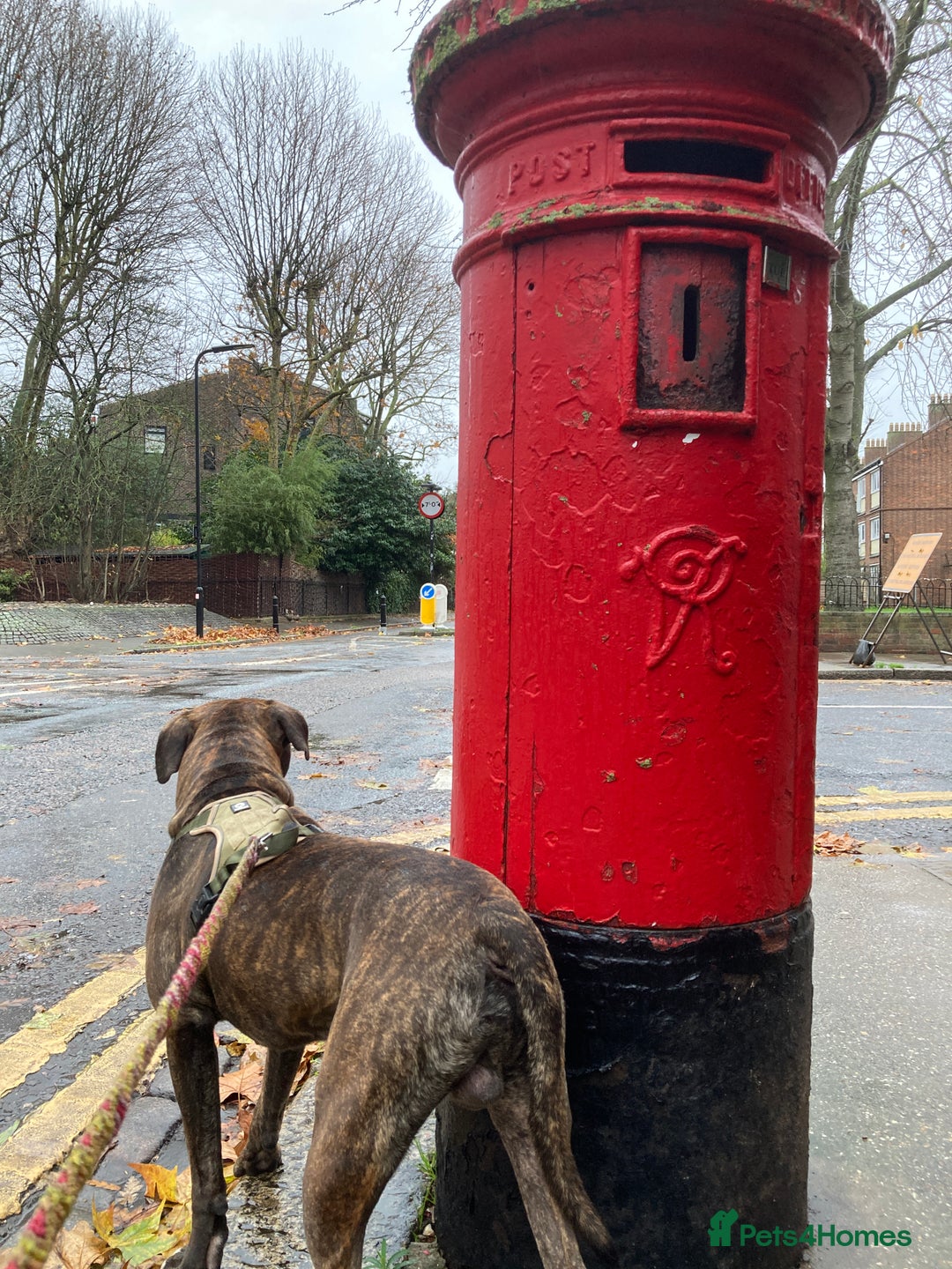 American Bulldog dogs for sale: A loving home needed for an American Bulldog.  - Advert 13