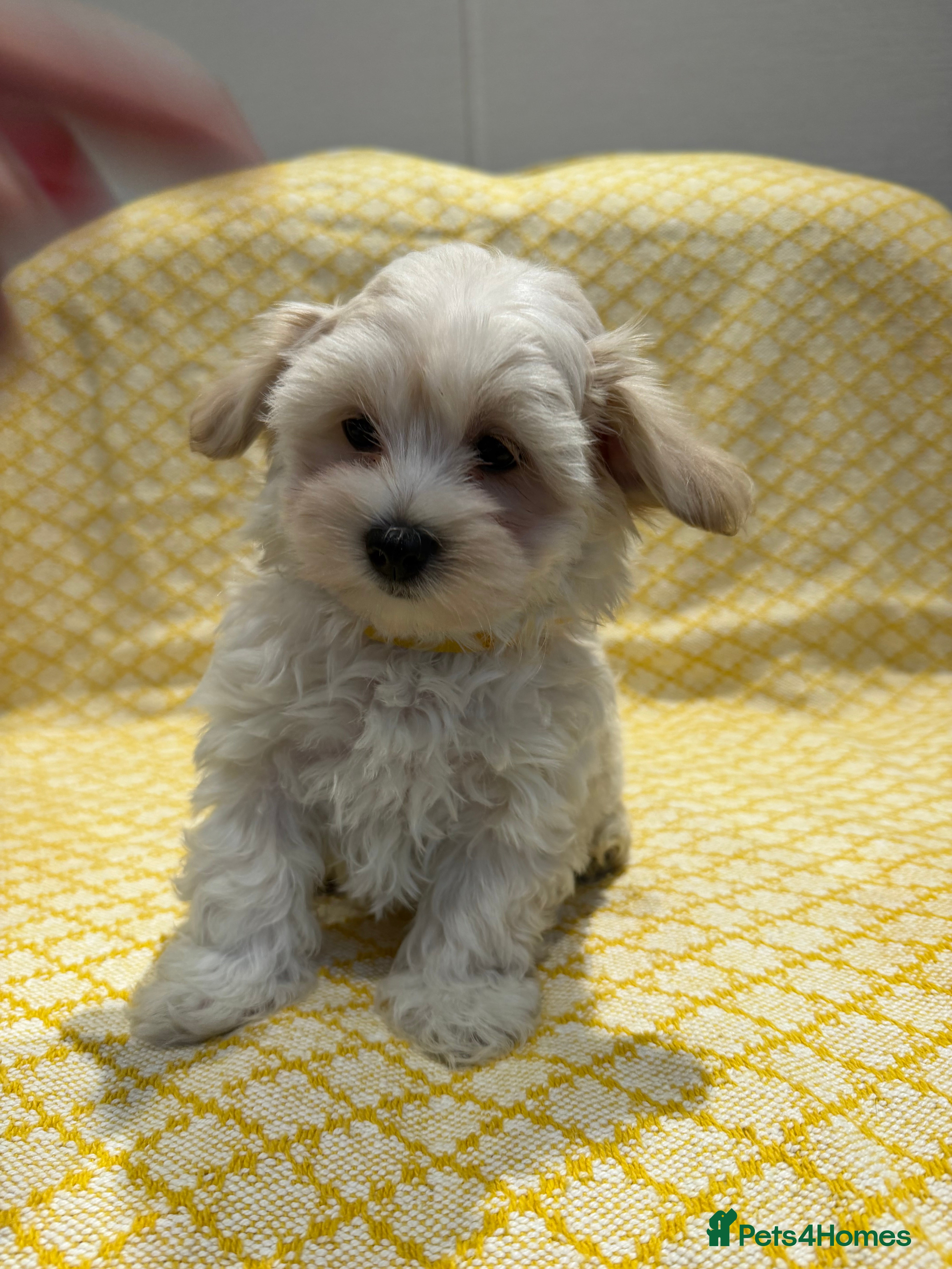 Maltipoo dogs Beautiful happy health tested Maltipoo fur babies  - Advert 2