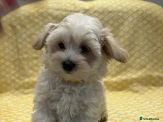 Maltipoo dogs Beautiful happy health tested Maltipoo fur babies - Advert 2