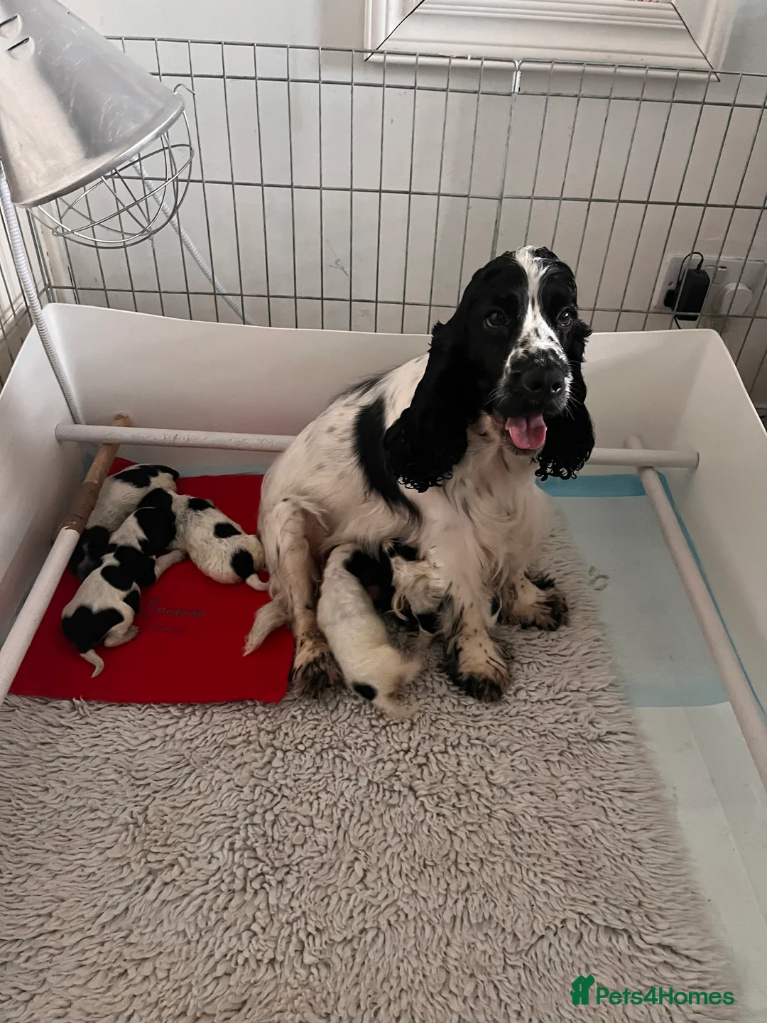 Cocker Spaniel dogs for sale: Blue Roan Cocker Spaniel puppies - Advert 1