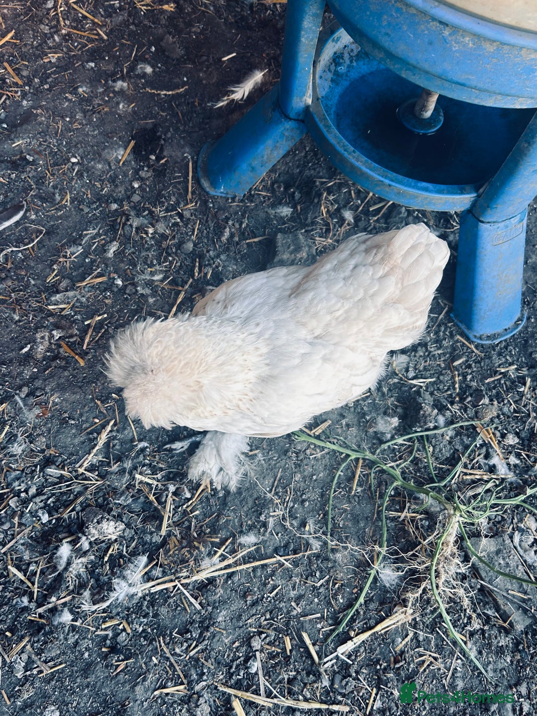 Chickens poultry for sale: Silkie and Bantams for sale - Image 5