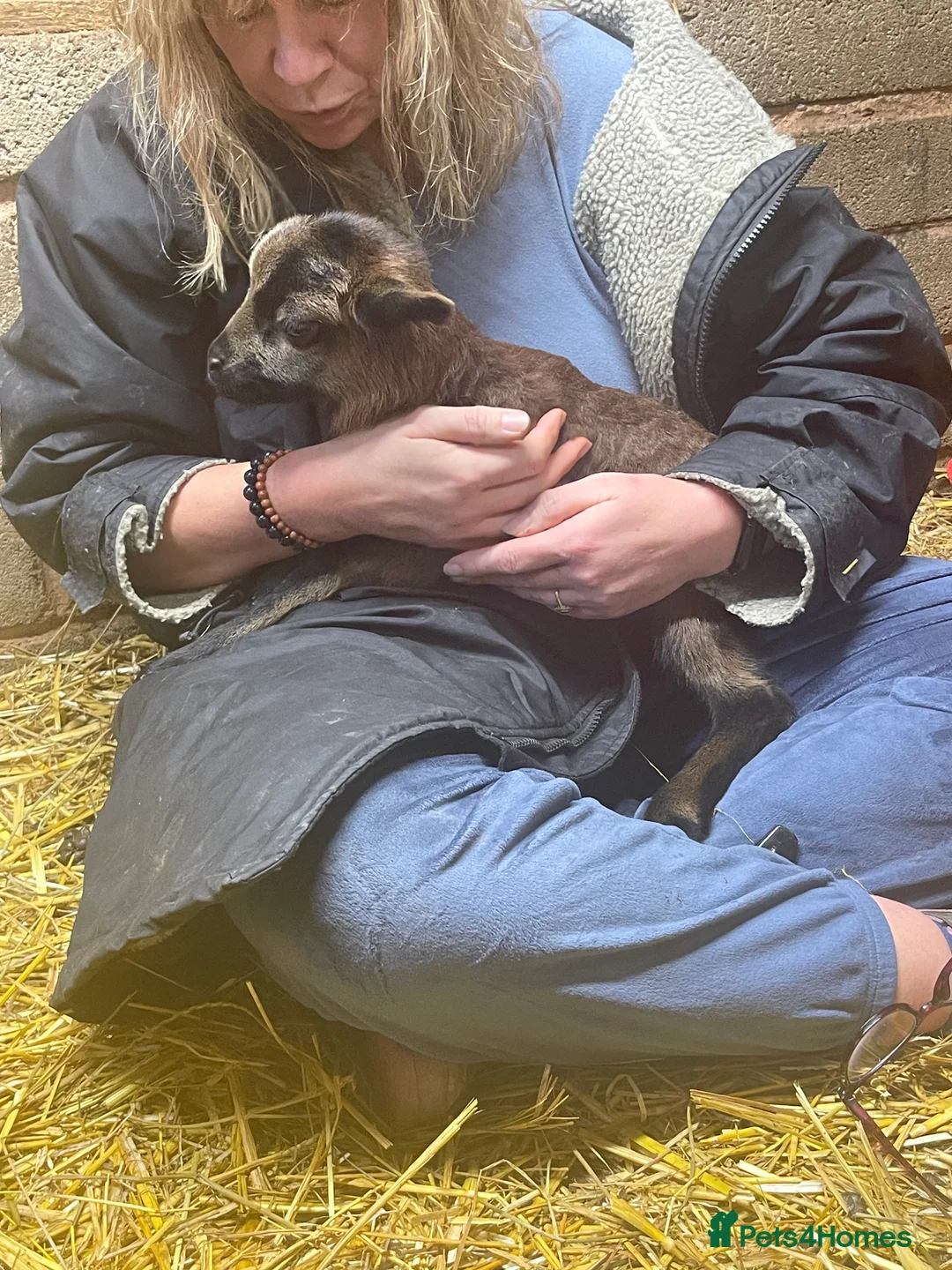 Sheep livestock for sale: Pedigree rare breed Cameroon lambs - Advert 1