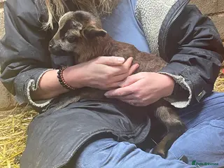 Sheep livestock Pedigree rare breed Cameroon lambs - Advert 2