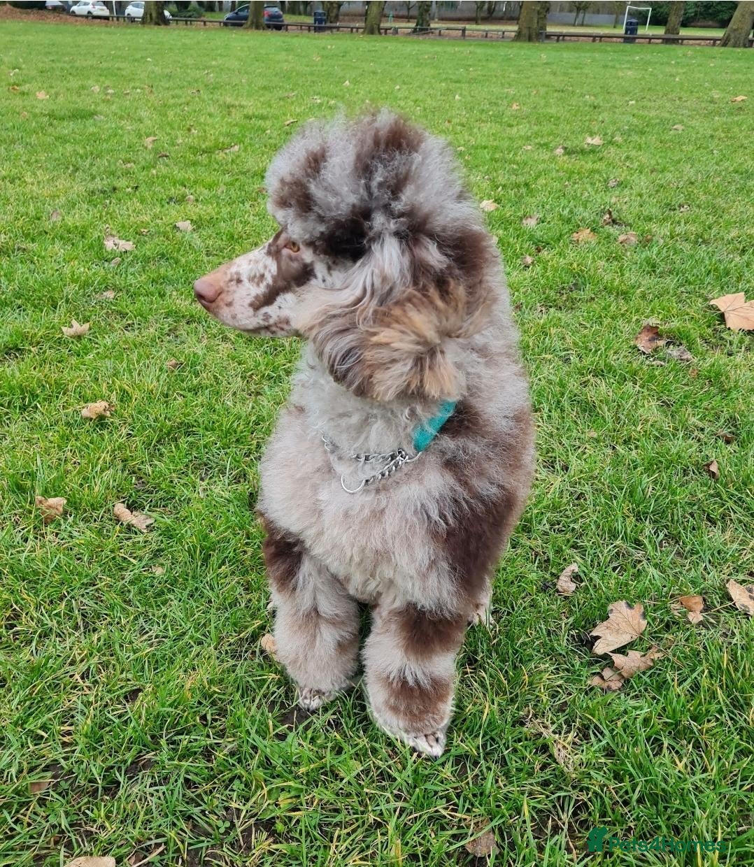 Miniature Poodle dogs Chocolate Merle Phantom  - Advert 9
