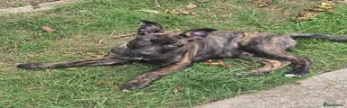 Mixed Breed 1