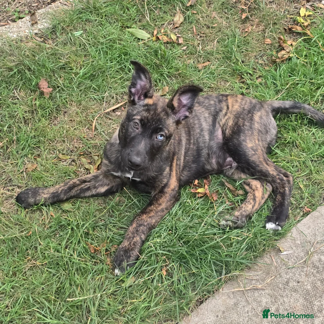 Mixed Breed dogs for sale: Brindle male malinois  in Harrow - Advert 1