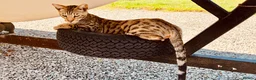 Bengal cats for sale: Beautiful Bengal/Siamese Cross for sale - Advert 6