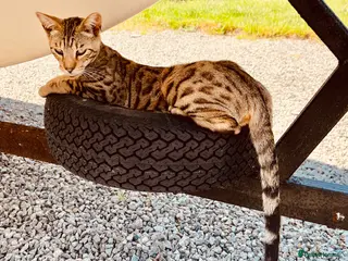 Bengal cats Beautiful Bengal/Siamese Cross for sale - Advert 3