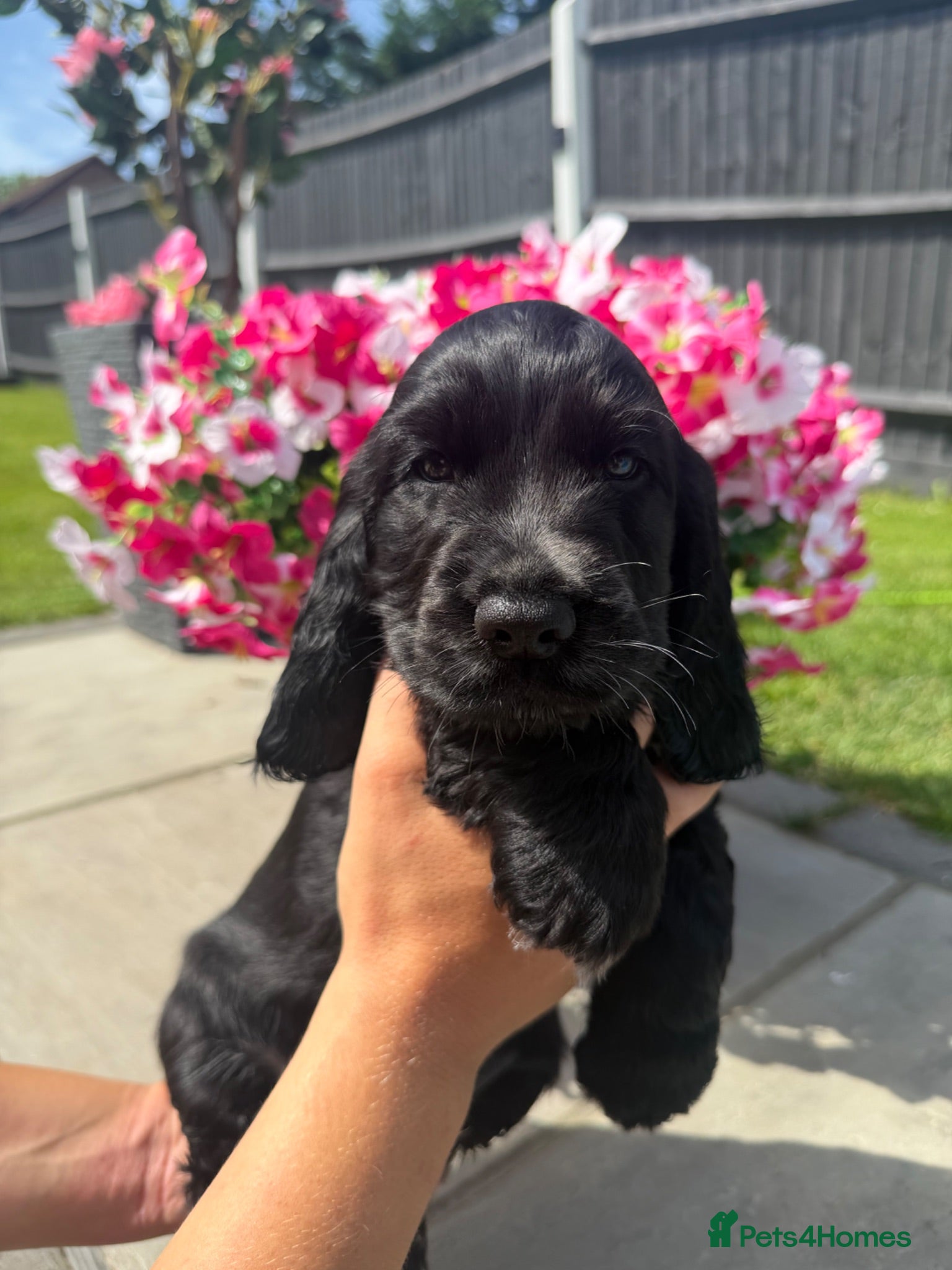 Cocker Spaniel dogs Stunning show cocker spaniels - Advert 1