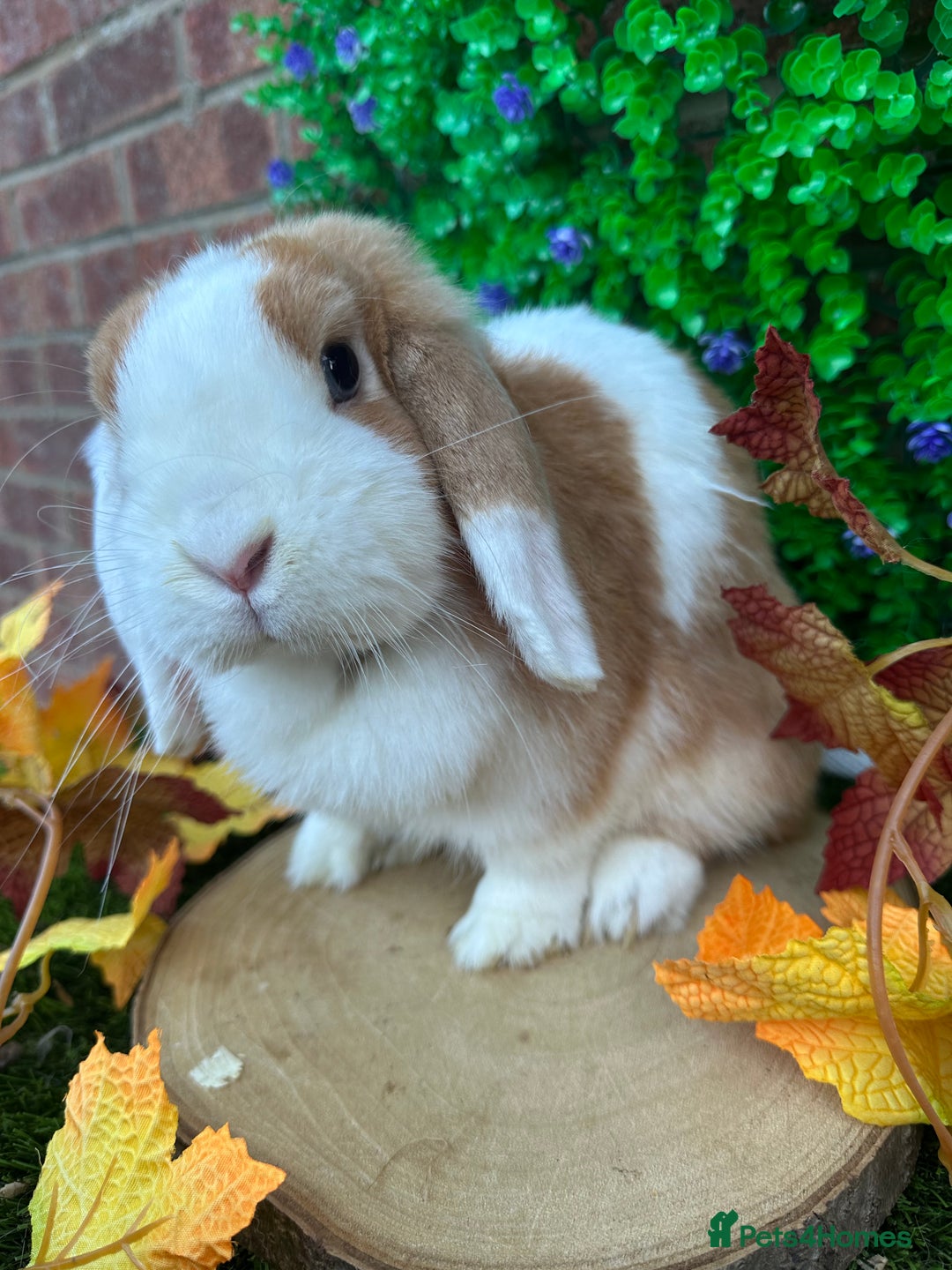 Mini Lop rabbits for sale: Beautiful mini lop adults (proven)  - Advert 4