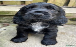 Cocker Spaniel dogs for sale: Show type cocker spaniel  - Image 2