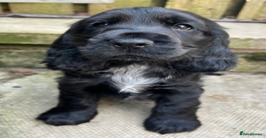 Cocker Spaniel dogs - Advert 11