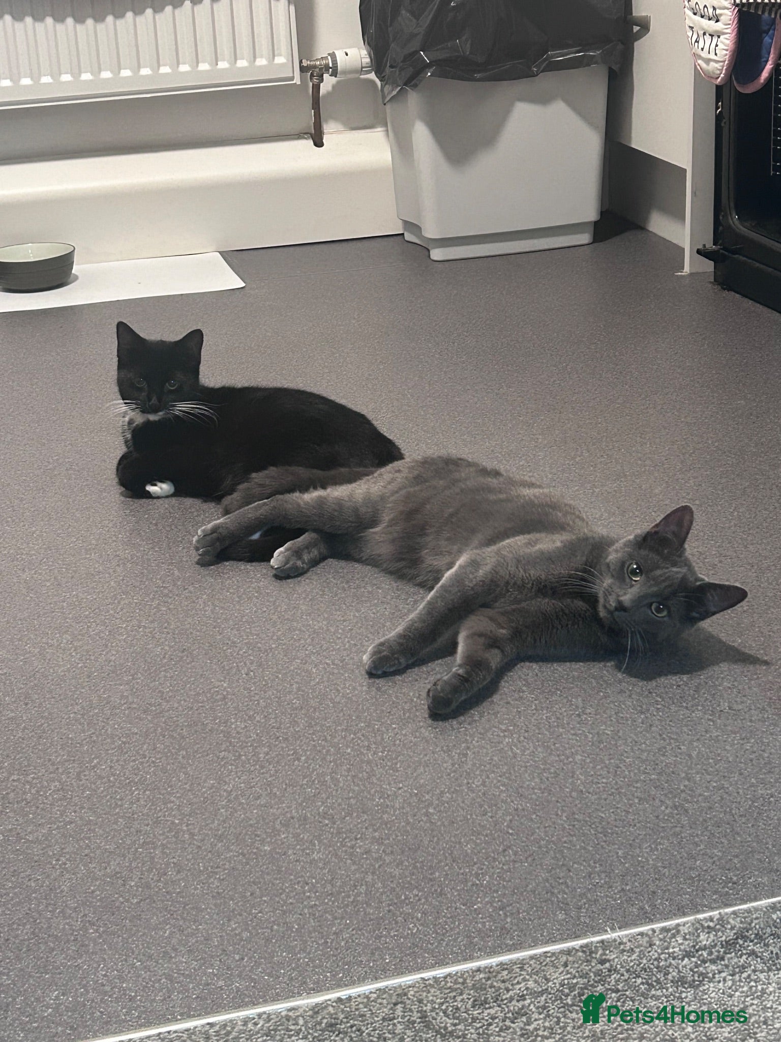 Domestic Shorthair cats Beautiful Kittens - Advert 1