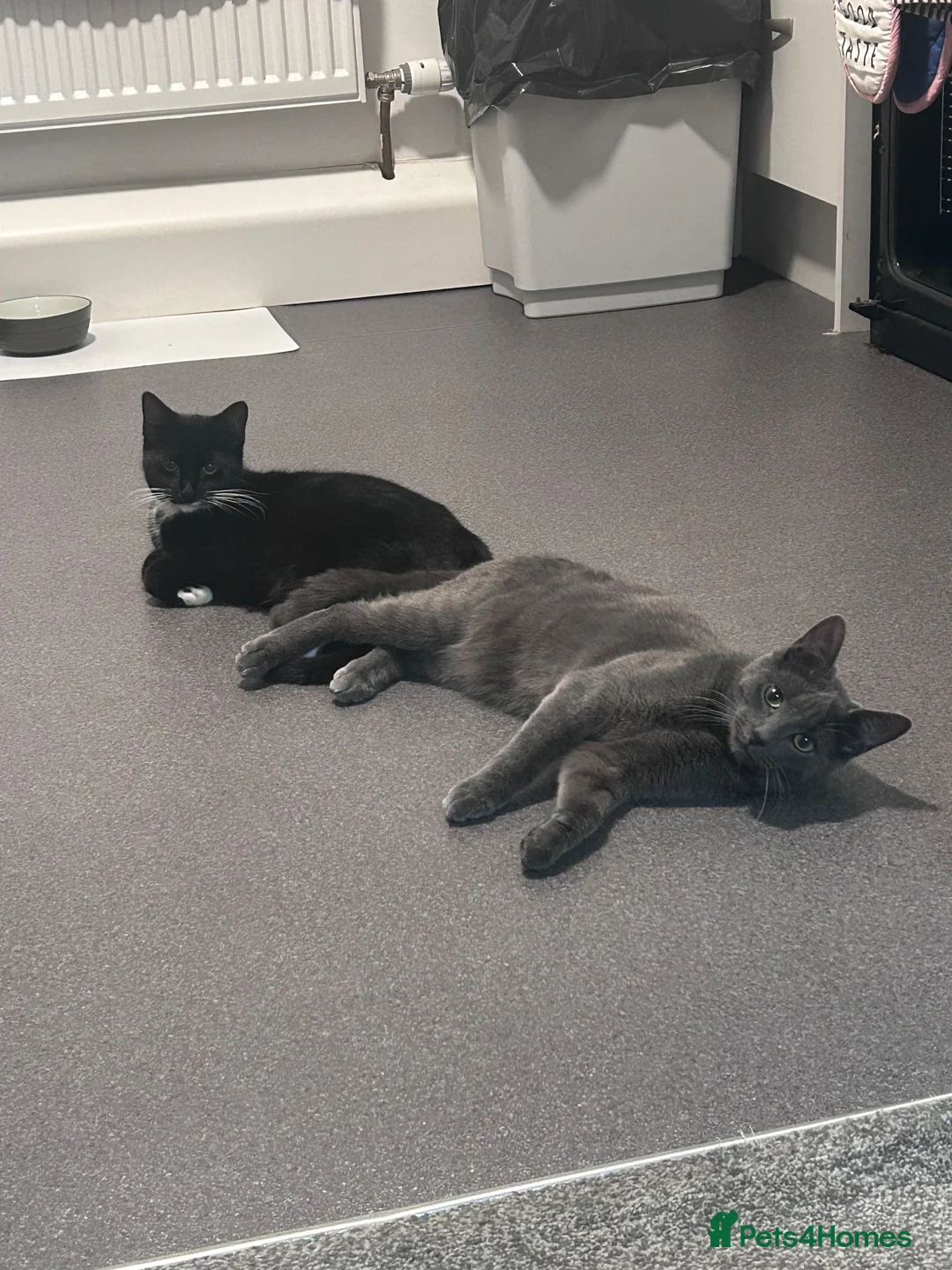 Domestic Shorthair cats for sale: Beautiful Kittens in Manchester - Advert 1