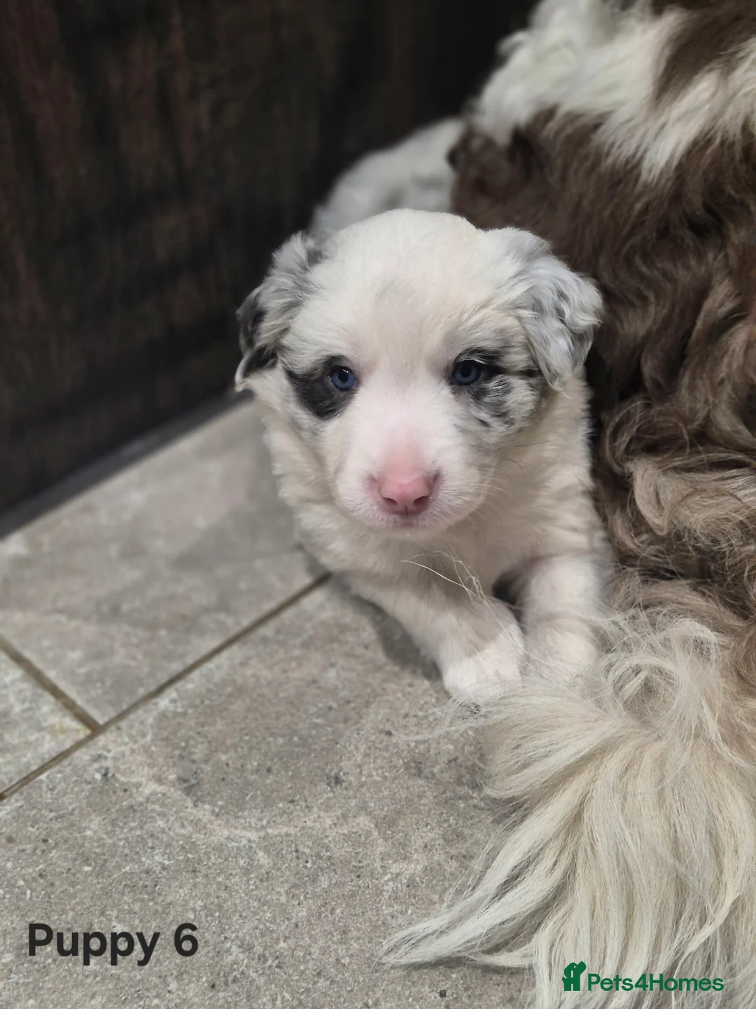 Border Collie dogs for sale: Beautiful Border Collies. Parents DNA tested.  - Advert 3