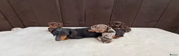 Miniature Dachshund dogs for sale: Dachshund puppies 2 boys 1 girl  - Advert 13