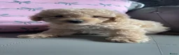 Cockapoo dogs for sale: Cockapoo puppies  - Advert 4