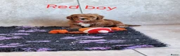 Cavapoochon dogs for sale: 🥰 Cavapoochons 🥰 - Advert 7