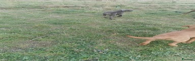Bandog Puppy 4