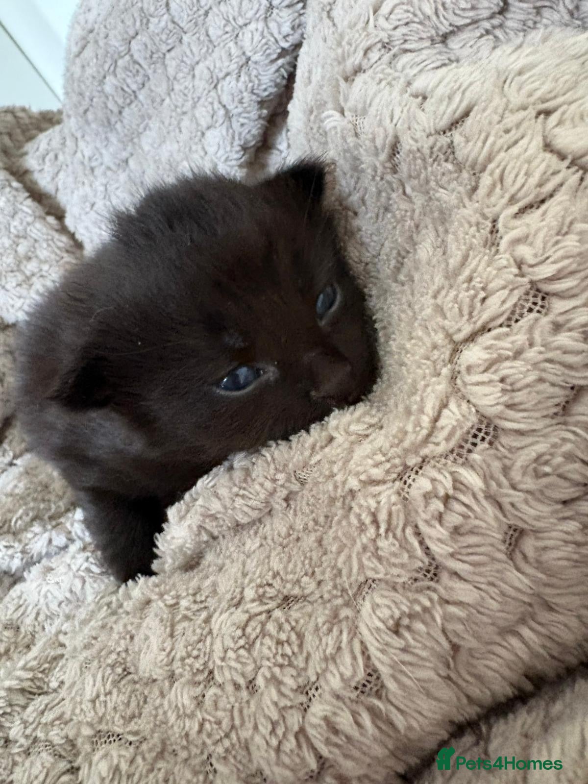 Mixed Breed cats for sale: Mixed Beautiful Girls  - Advert 7